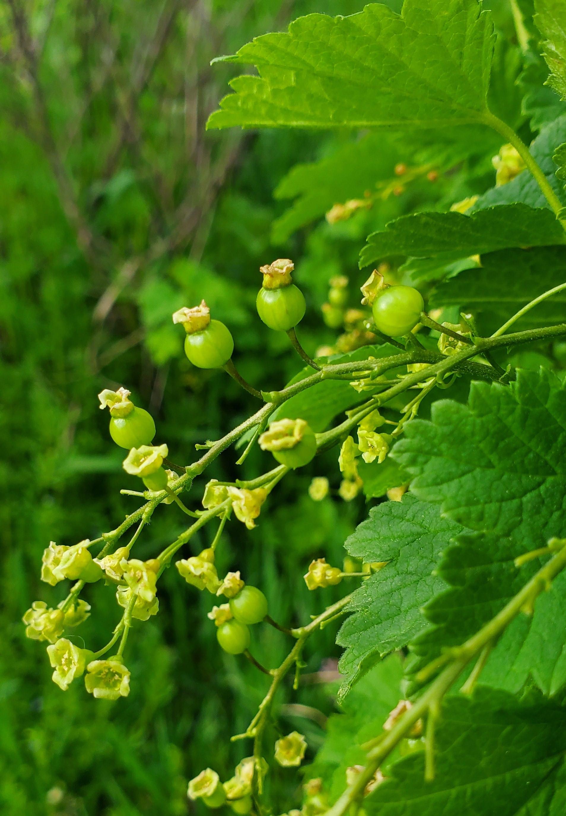 Champagne currants.
